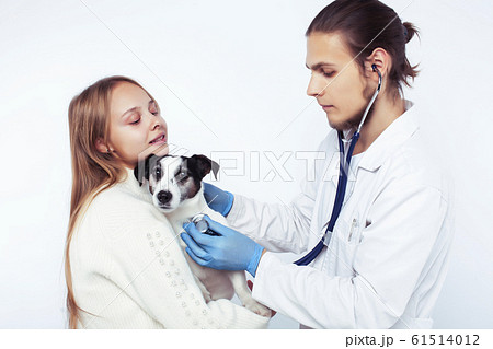 young veterinarian doctor in blue gloves examine little cute dog jack russell isolated on white background with owner blond girl holding it, animal healthcare young veterinarian doctor in blue gloves examine little cute dog jack russell isolated on white background with owner blond girl holding it, animal healthcare 61514012