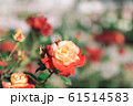 赤と黄色の二色のバラ 61514583
