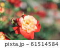 赤と黄色の二色のバラ 61514584