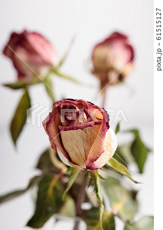 dried rose flowers dried rose flowers 61515127