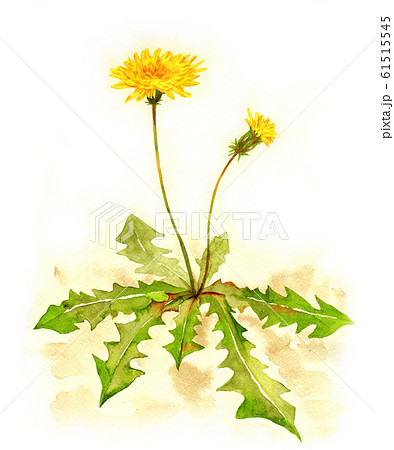 タンポポ水彩画のイラスト素材 [61515545] - PIXTA