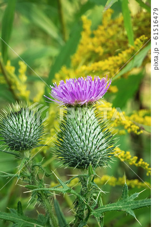 Pink milk thistle flower 61516479
