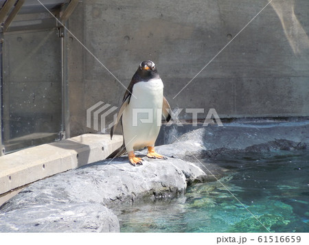 ペンギンの立ち姿 61516659