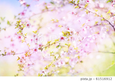 Spring blossom/springtime cherry bloom, bokeh flower background, pastel and soft floral card, selective focus, shallow DOF, toned Spring blossom/springtime cherry bloom, bokeh flower background, pastel and soft floral card, selective focus, shallow DOF, toned 61516912
