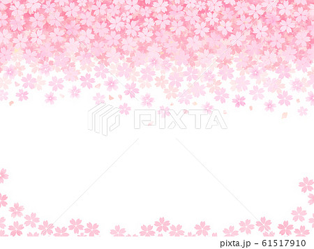 舞い落ちる桜の花のおめでたい背景　赤とピンクと白のフレーム 61517910