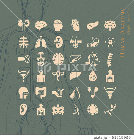 Set of vector icons of internal human organs in a linear style isolated. Set of vector icons of internal human organs in a linear style isolated. 61519939