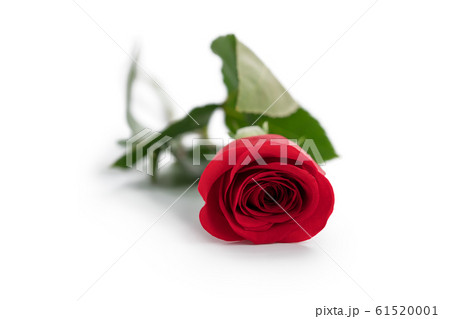 Red rose isolated in white 61520001