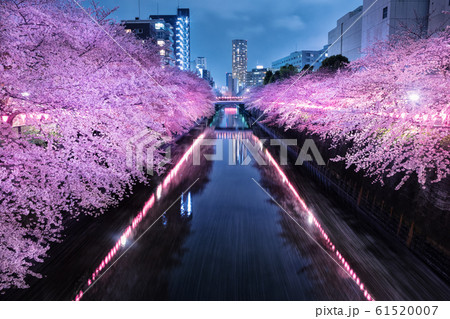目黒川の夜桜 目黒川の夜桜 61520007