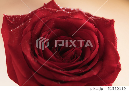 Closeup red rose with water drops 61520119