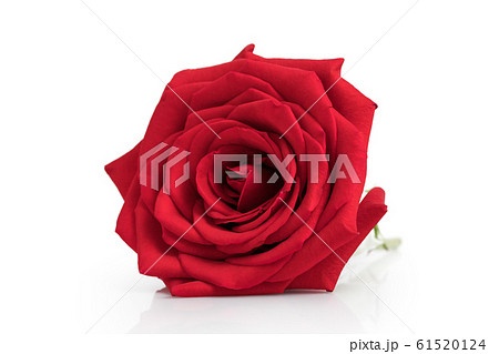 Red rose isolated in white 61520124