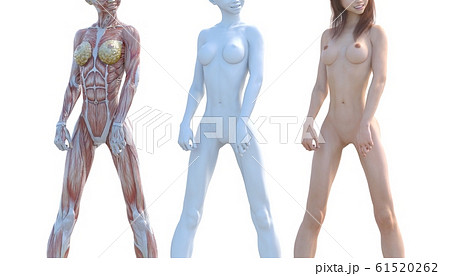 筋肉標本　女性　合成用　同ポーズ　perming3DCGイラスト素材 61520262