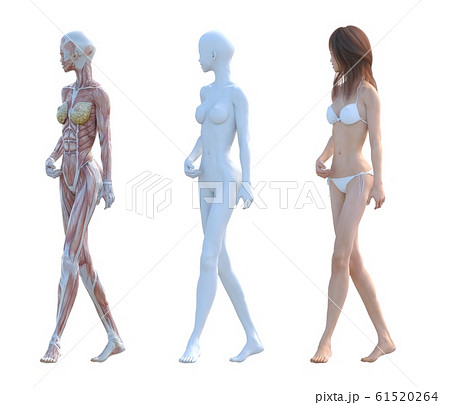 筋肉標本 女性 合成用 同ポーズ Perming3dcgイラスト素材のイラスト素材