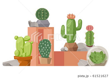 Cactus houseplant, vector illustration. Collection of decorative cacti in flowerpots. Exotic plants shop presentation, article about tropical succulents, botanical exhibition 61521627