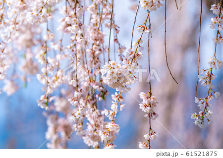水中の枝垂桜 アップ 【長野県】 水中の枝垂桜 アップ 【長野県】 61521875