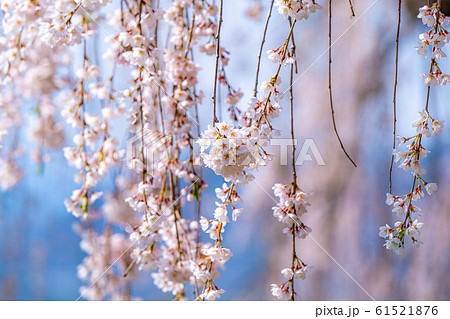 水中の枝垂桜　アップ　【長野県】 61521876