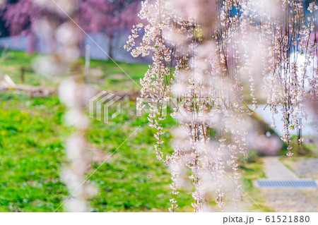 水中の枝垂桜 アップ 【長野県】 水中の枝垂桜 アップ 【長野県】 61521880