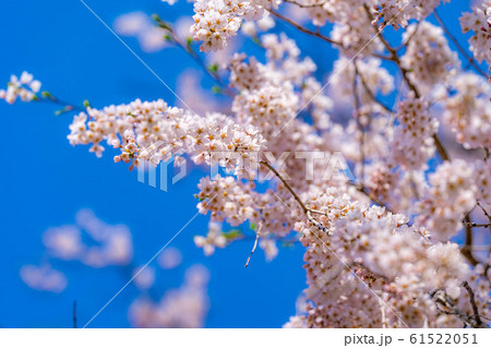 水中の枝垂桜 アップ 【長野県】 水中の枝垂桜 アップ 【長野県】 61522051