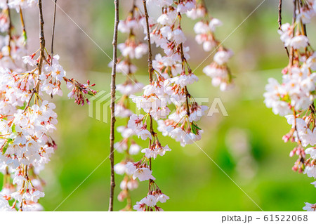 水中の枝垂桜 アップ 【長野県】 水中の枝垂桜 アップ 【長野県】 61522068