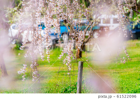 水中の枝垂桜　アップ　【長野県】 61522096