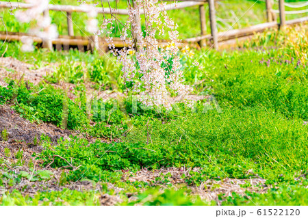 水中の枝垂桜　アップ　【長野県】 61522120
