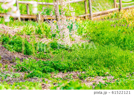 水中の枝垂桜　アップ　【長野県】 61522121