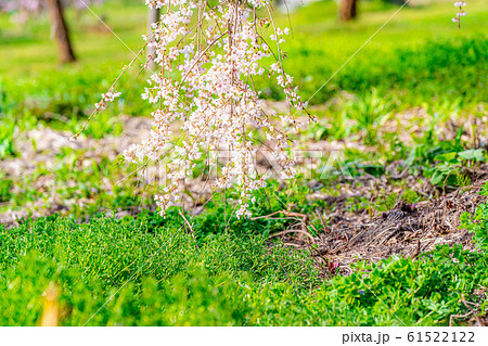 水中の枝垂桜　アップ　【長野県】 61522122