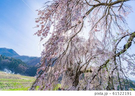 水中の枝垂桜 【長野県】 水中の枝垂桜 【長野県】 61522191