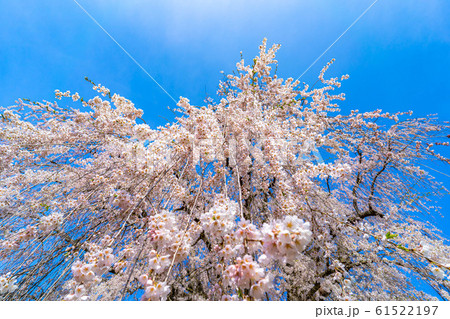 水中の枝垂桜 【長野県】 水中の枝垂桜 【長野県】 61522197