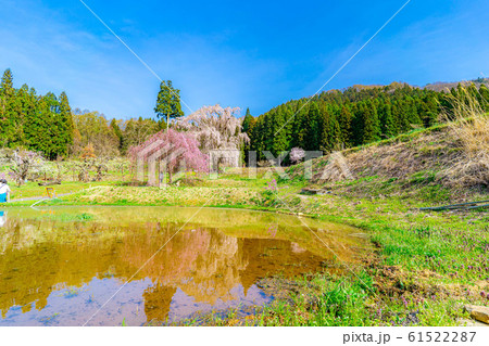 水中の枝垂桜 【長野県】 水中の枝垂桜 【長野県】 61522287