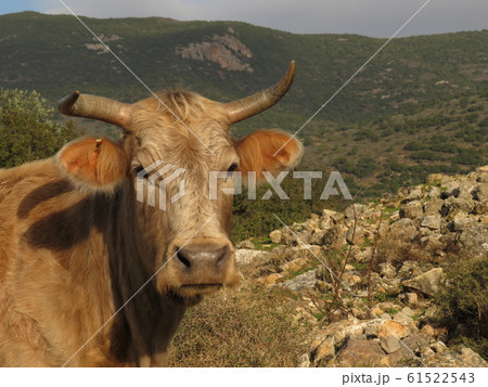 綺麗な牛のアップ 61522543