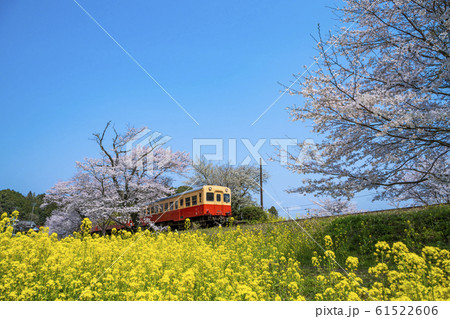 小湊鉄道　桜と菜の花 61522606