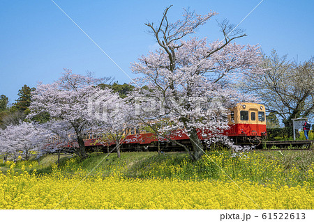 小湊鉄道 桜と菜の花の写真素材