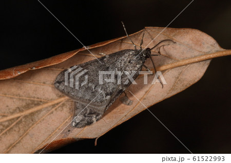 生き物　昆虫　クロバネフユシャク（オス）、真冬のガ。飛べるのはオスだけでメスは翅が退化して飛べません 61522993