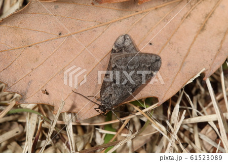 生き物　昆虫　クロバネフユシャク（オス）、真冬のガ。メスは翅のないずんぐりした姿です 61523089
