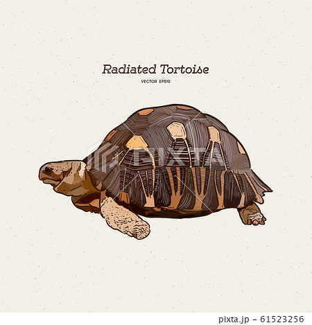 The radiated tortoise is a species in the family 61523256