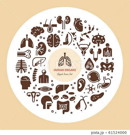 Circular template of linear vector icons of human organs and skeleton. 61524000