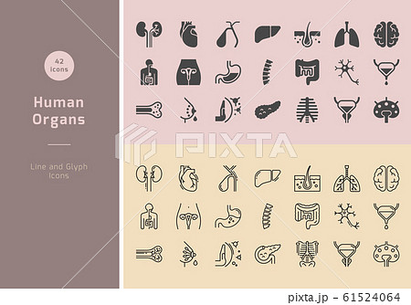 Large set of linear vector icons of human organs with signatures. Large set of linear vector icons of human organs with signatures. 61524064