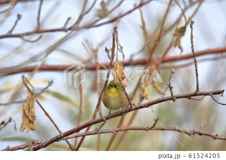 大牟田市　三池港　メジロ 61524205