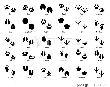 Animal footprints. Walking track animals paw with name, pets tracks, bird and wild animals trail, wildlife safari feet silhouette vector prints 61524273