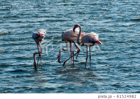 Flamengos at Walvis Bay 61524982