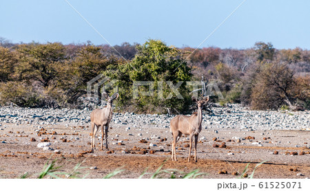 Kudus in Etosha National Park Kudus in Etosha National Park 61525071