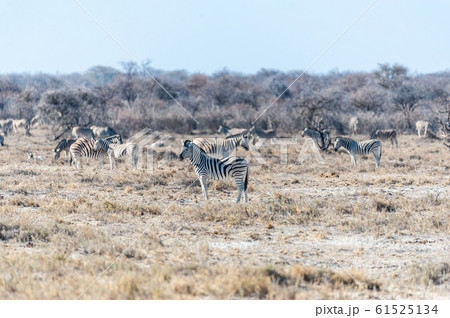 A group of Zebras in Etosha 61525134