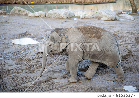 Elephant in Copenhagen Zoo 61525277