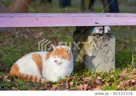 休日の猫 61525328