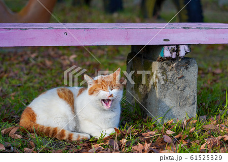 休日の猫 61525329