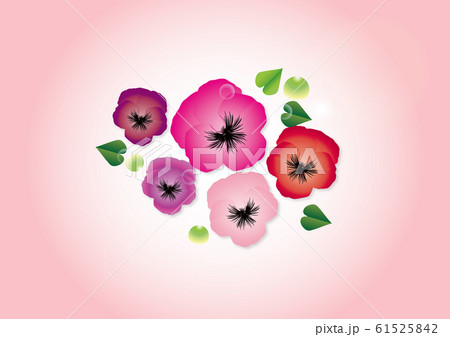 パンジー春の花ピンク系の花びらのイラストピンク背景素材のイラスト素材