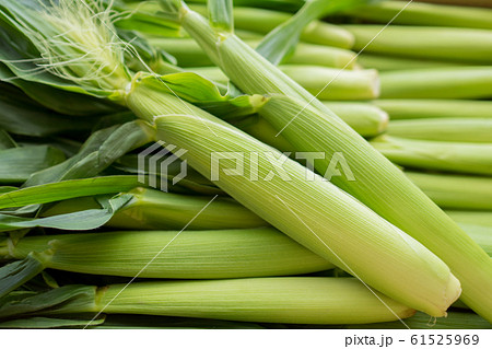 ベビーコーン 61525969