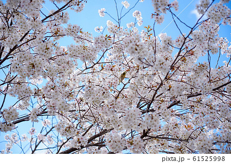 桜 61525998
