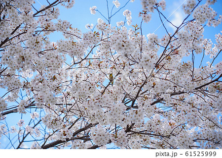桜 桜 61525999