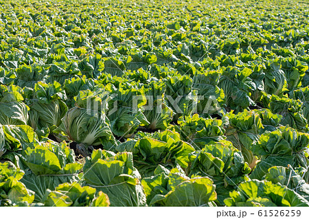 白菜 栽培 (1月) 越冬 白菜 栽培 (1月) 越冬 61526259